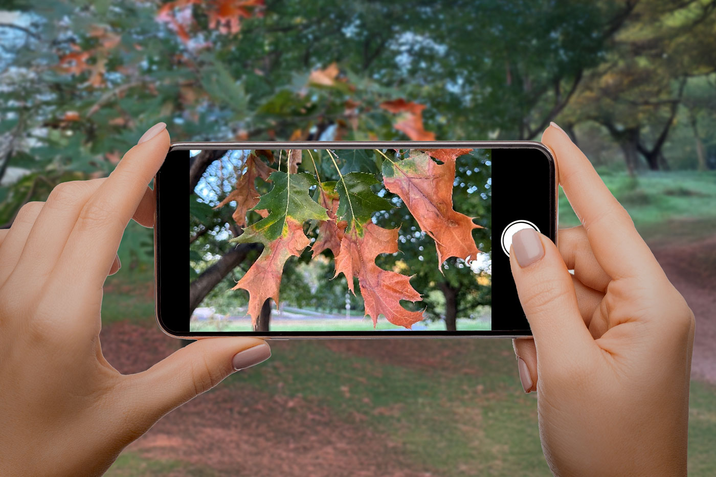 hands holding phone taking picture of oak leaves with orang margins